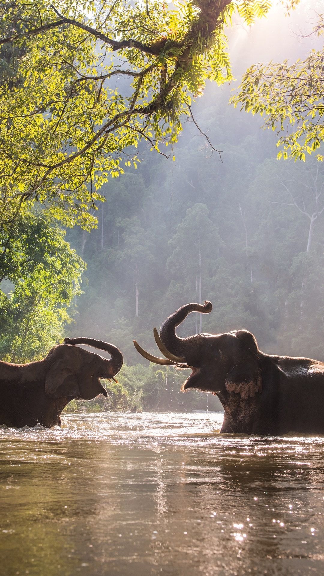 Elephants walking through Wayanad greenery